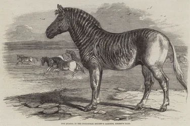 Quaggan i Zoological Society